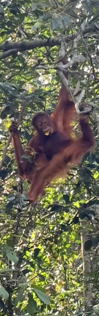 Individuelle Rucksackreise Malaysia & Borneo – 3,5 Wochen Abenteuer pur